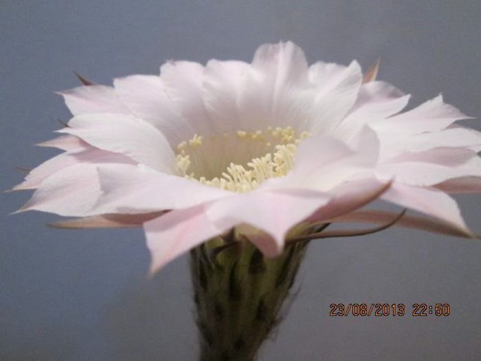 IMG_8292 - Florile mele in august