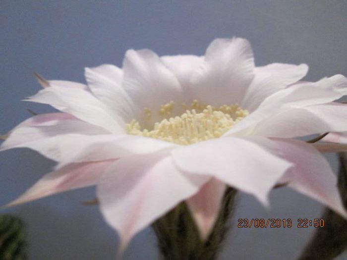 IMG_8291 - Florile mele in august