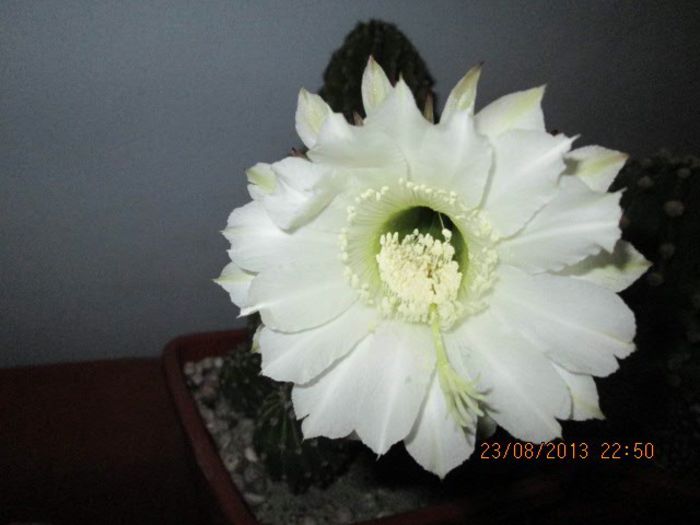 IMG_8288 - Florile mele in august