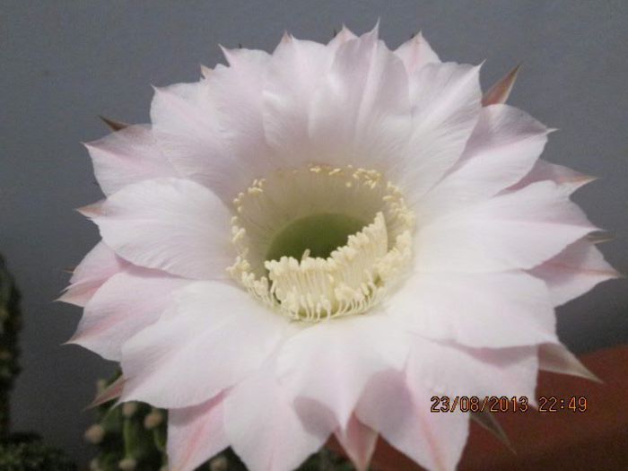 IMG_8286 - Florile mele in august