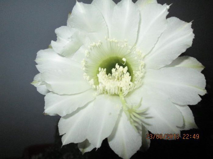 IMG_8285 - Florile mele in august