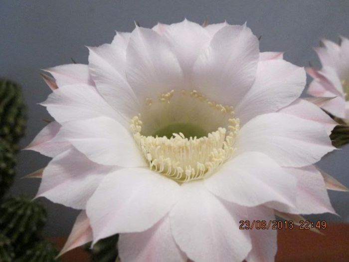 IMG_8284 - Florile mele in august