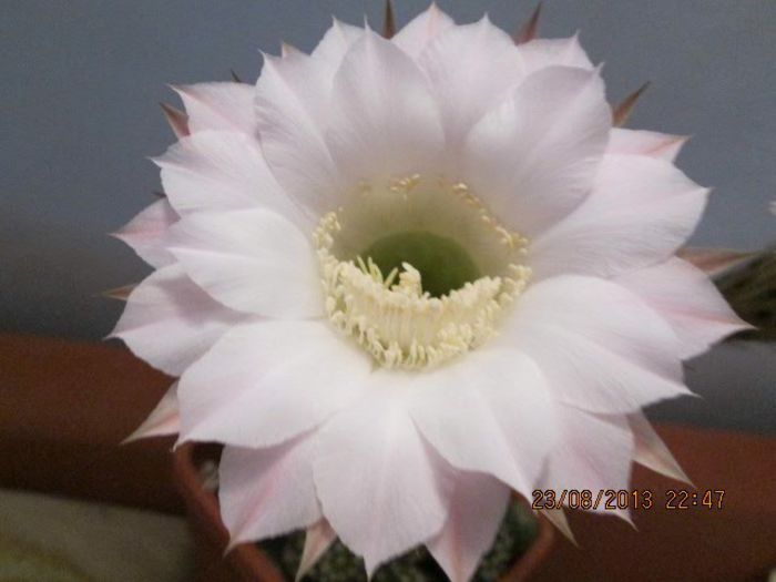 IMG_8273 - Florile mele in august