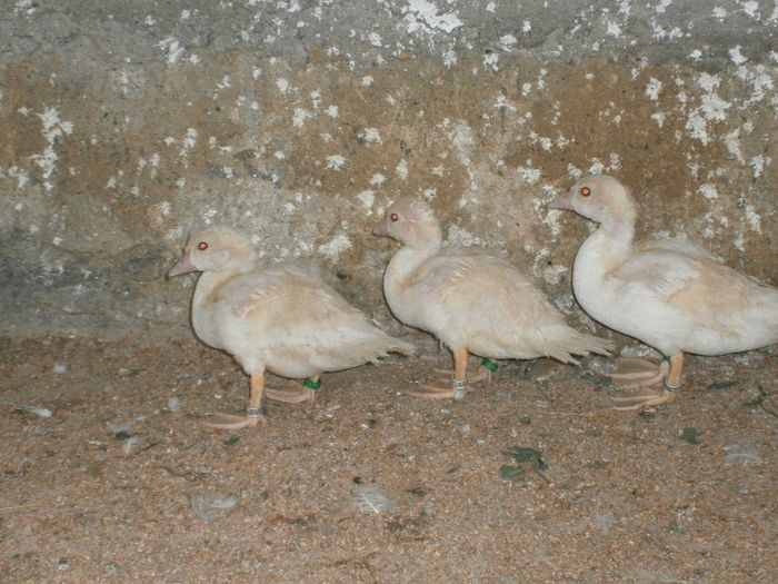 de la mic la mare!!!!!!