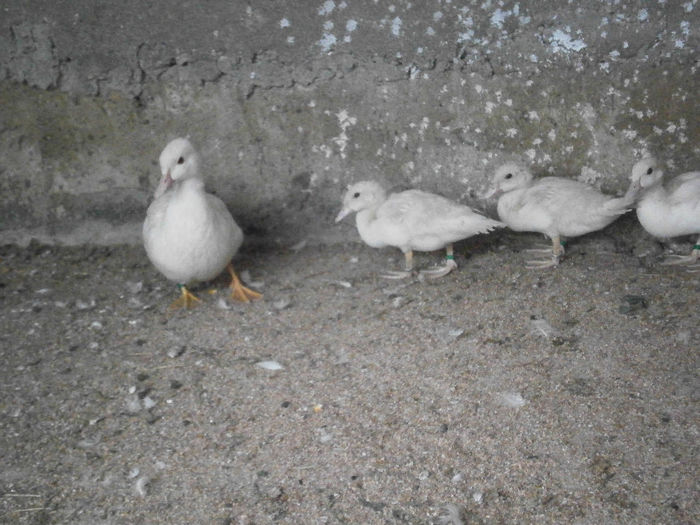 cresc puii lu tata!!!!