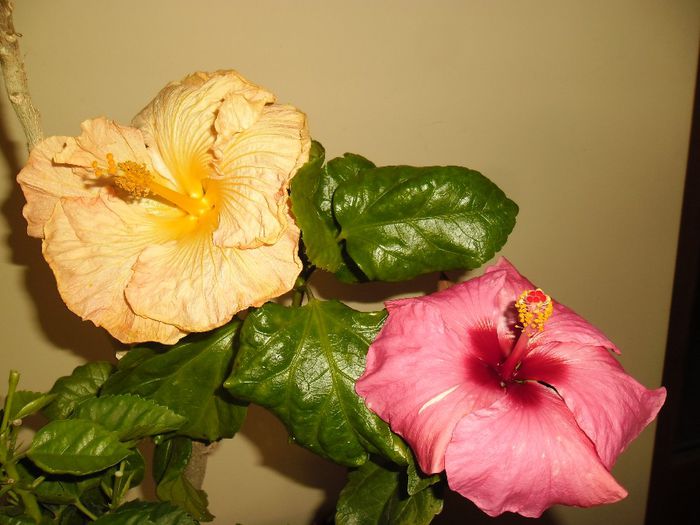 Wahine    Adonicus Pink - Hibiscus 2013-2