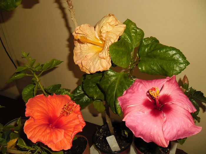 Hibiscus grup - Hibiscus 2013-2