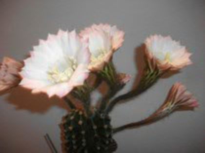 47971969_FLUEPRYFA