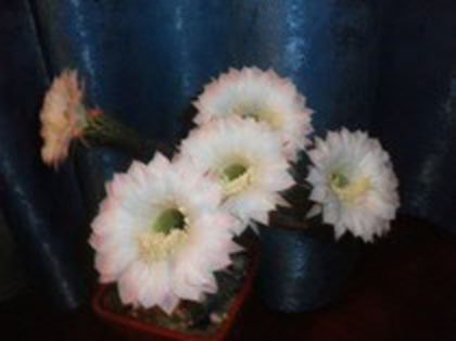 47971594_RRRNWIKUK