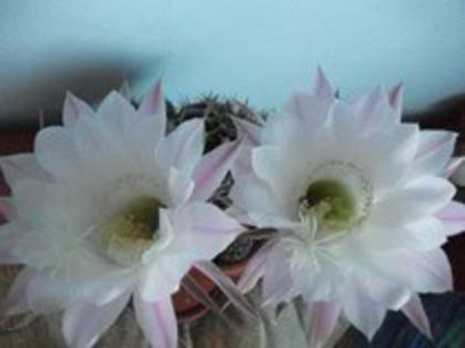 41304035_MSQCIULMJ