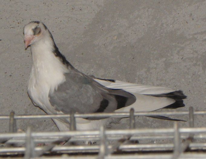 P9010068