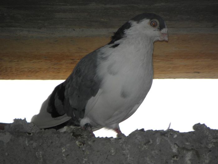 P9010070