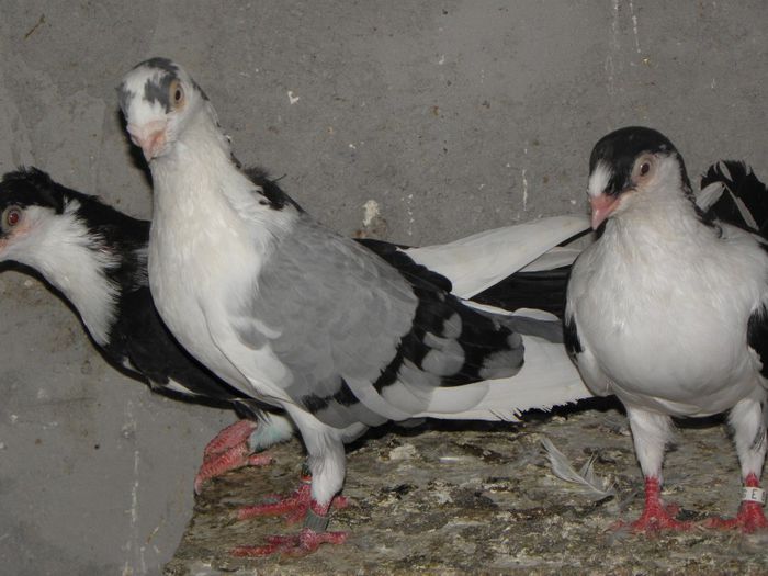 P9010160