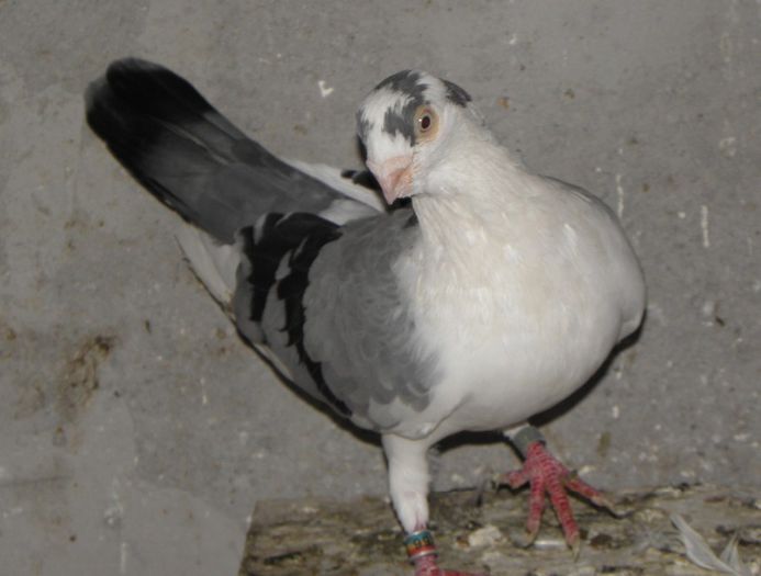 P9010161
