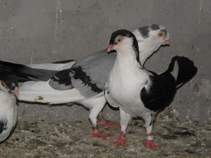 P9010169