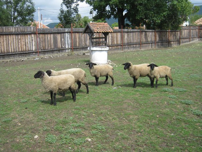 miei la 4-5 luni 40-55 kg