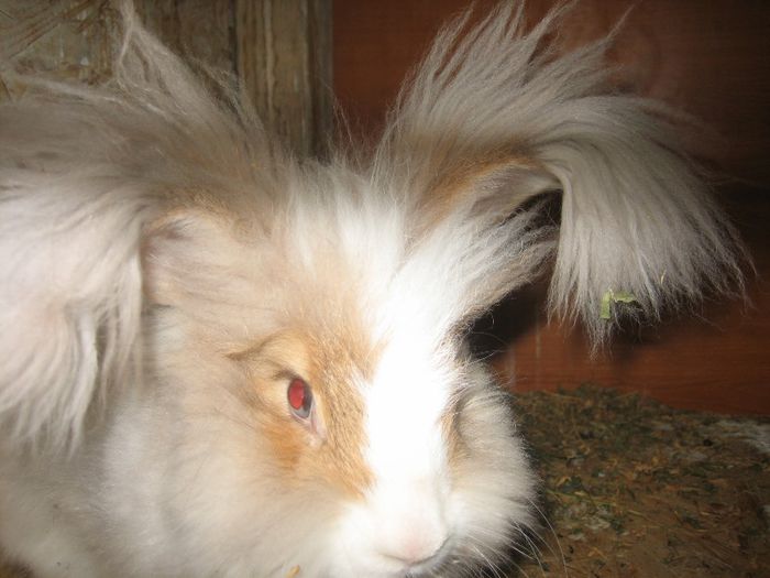 Angora Englez