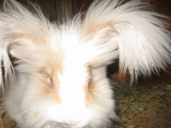 Angora Englez