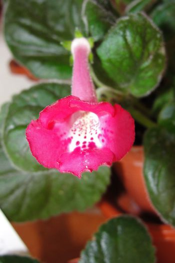 SRG's Cherry Lady - Sinningia-1