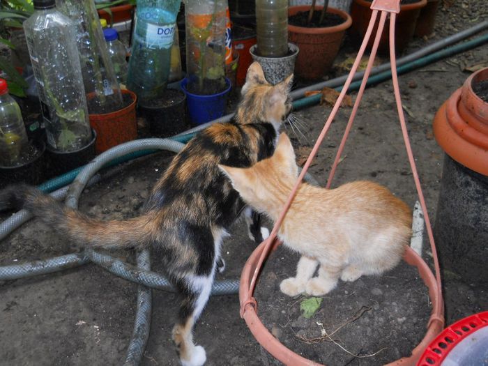 DSCN6702 - Animalute la Amara