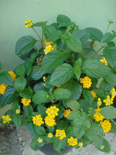 lantana galben simplu
