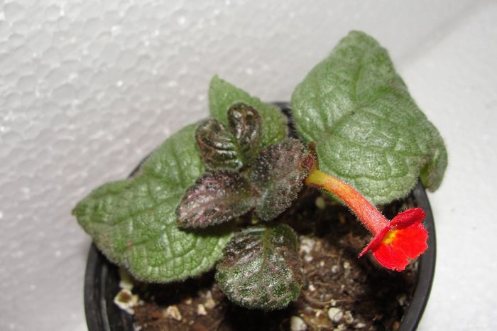 Dixie's Helen - Episcia D