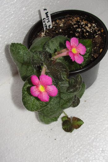 Dory' Golden Glitter - Episcia D