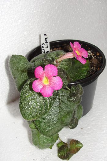  - Episcia D