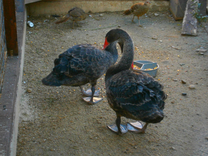 dimineat - Lebede negre-swans-Nu le mai am