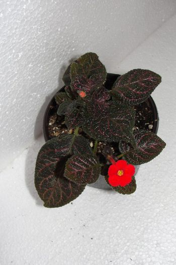 Looking Glass - Episcia L