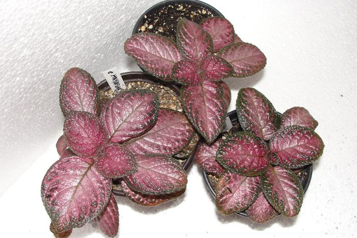  - Episcia M