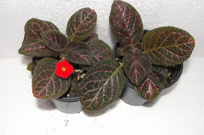 Dixie's Dynamite - Episcia D