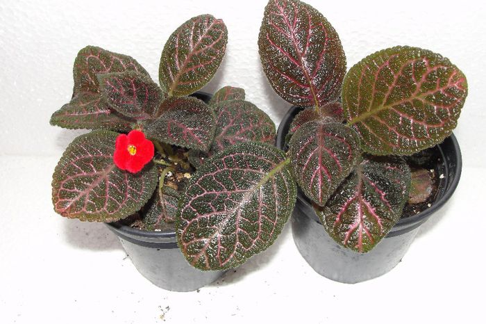  - Episcia D