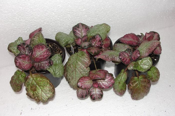 Sea Foam - Episcia S