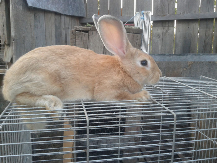 Femela 3; 14.09- 2 luni
