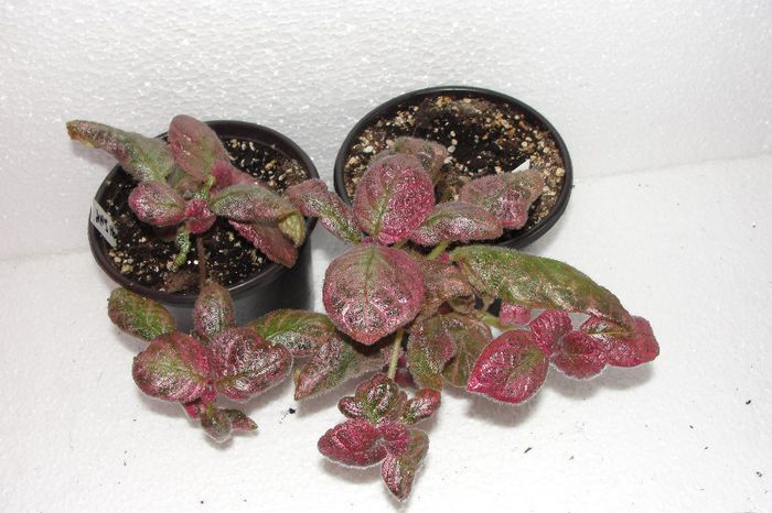 Jim's Moody Rock - Episcia Jim_s