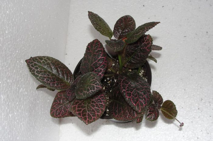  - Episcia G