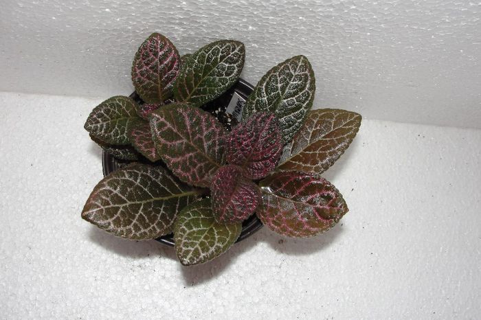 Scarlet Ribbon - Episcia S