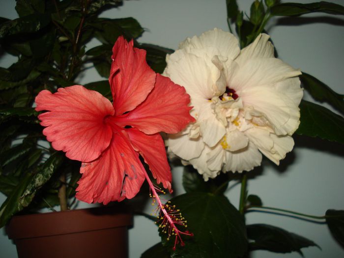 DSC09161