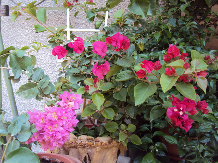 DSC09707 - Bougainvillea- un nou sezon