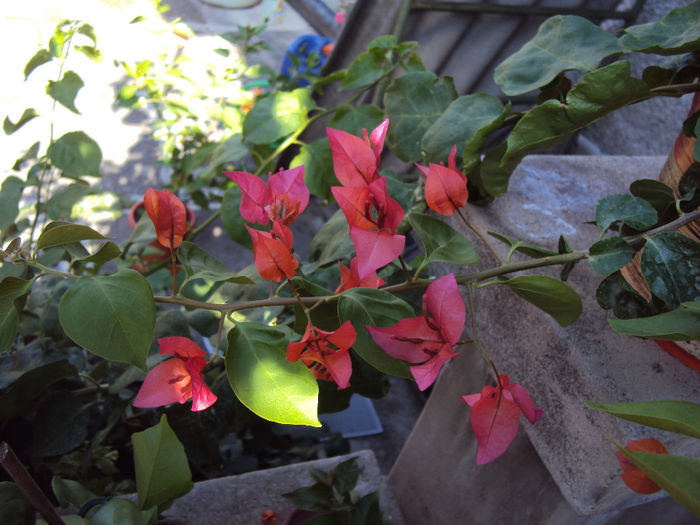 DSC09708 - Bougainvillea- un nou sezon