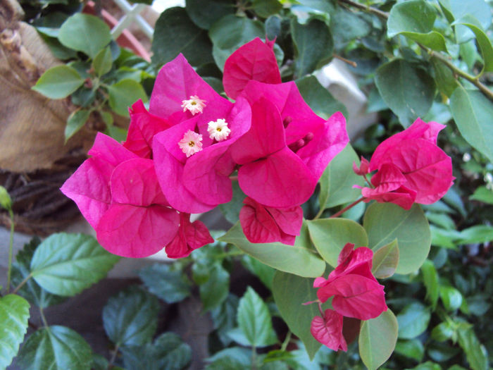 ciclam - Bougainvillea- un nou sezon
