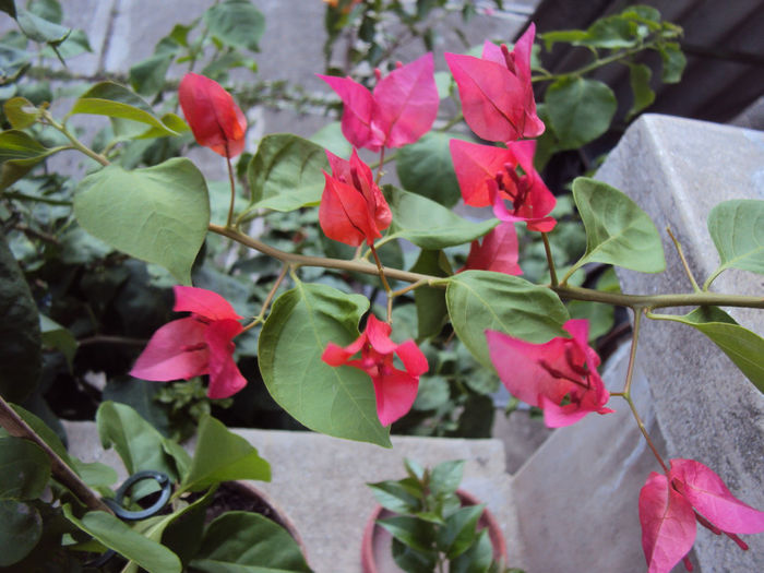 DSC09726 - Bougainvillea- un nou sezon