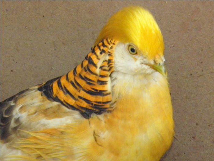 Mascul 2012 - Auriu pe galben