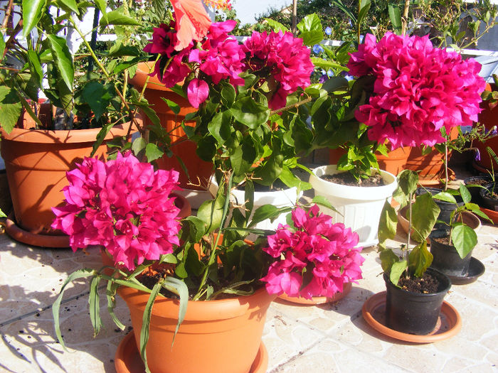 BOUGAINVILLEA
