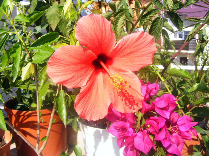 HIBISCUS CAIRO CORAI; Multumesc Monik, uite ce frumos e!
