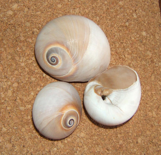 Nautica didyma