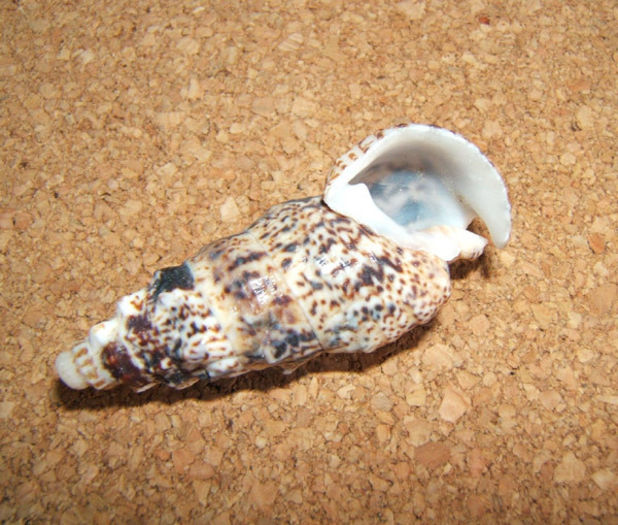 Pseudovertagus aluco
