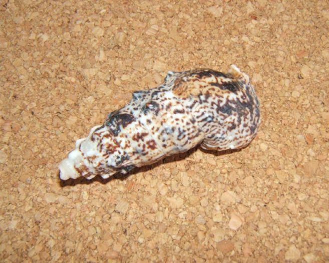 Pseudovertagus aluco