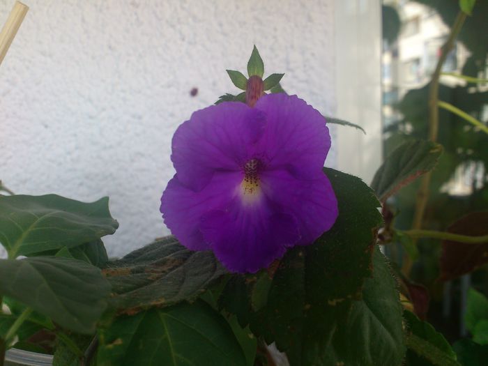 mov - Flori 2013